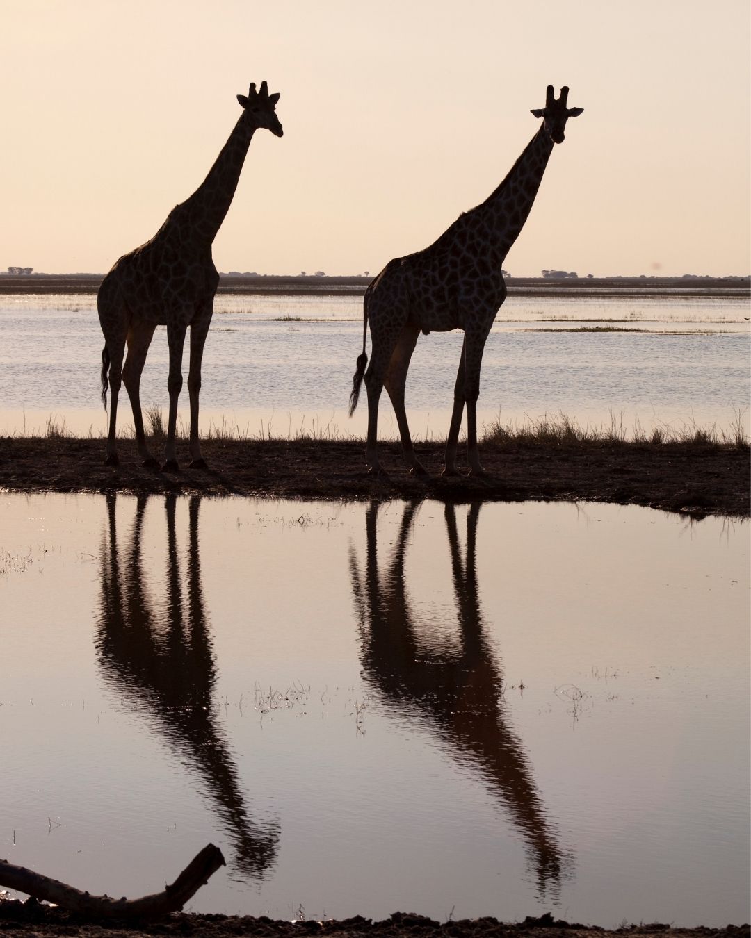 Deux girafes en silhouette au bord de l'eau, au crépuscule